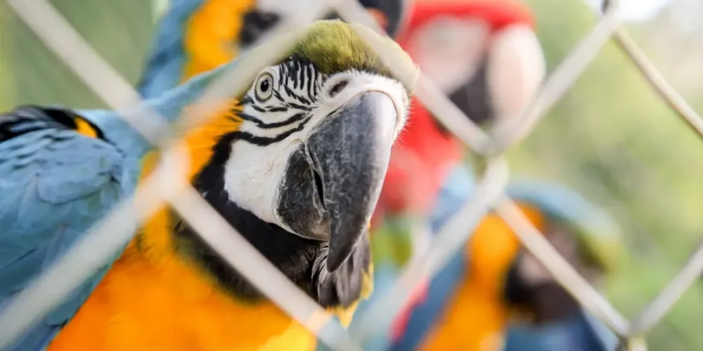 População global de animais silvestres cai mais de 70% em quase 50 anos