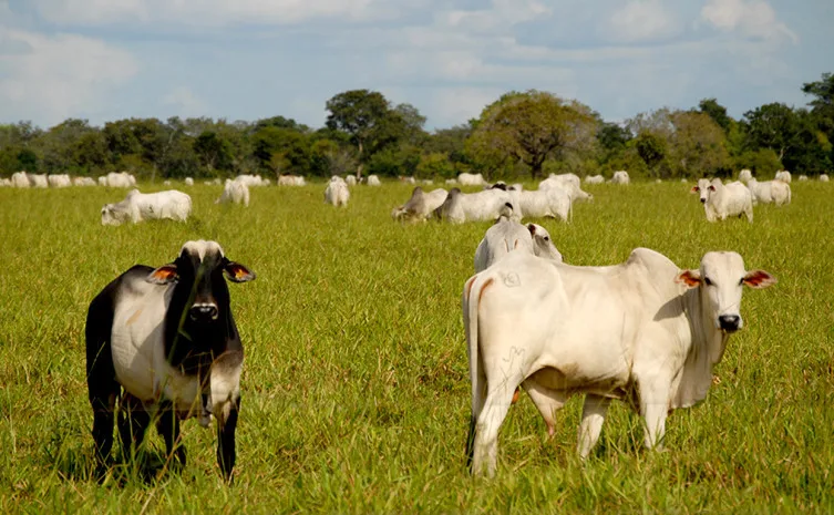 União Europeia estima que carne bovina brasileira só volte ao bloco em dois anos
