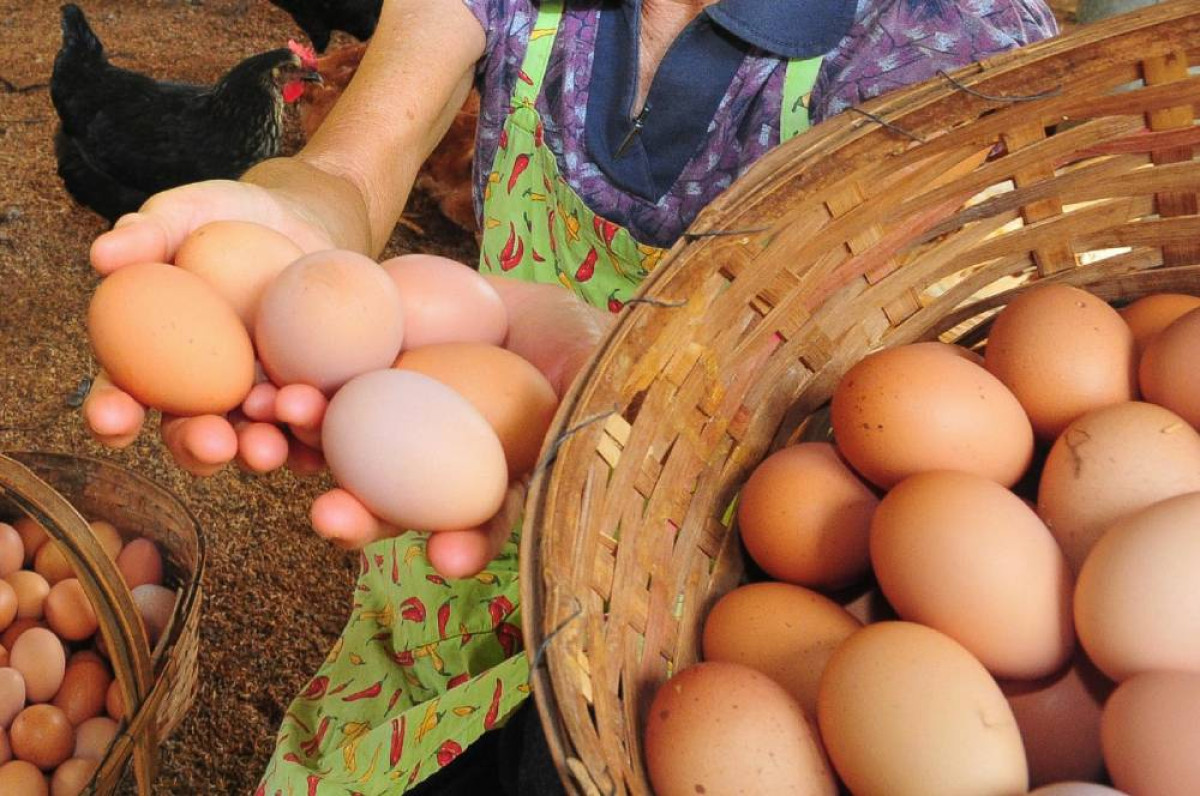 Mantiqueira investe R$ 565 milhões para produzir 6 bilhões de ovos